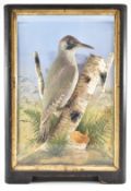 Late 19th/20thC taxidermy study of a European green woodpecker on a silver birch branch, in glazed