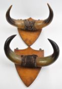 A pair of vintage horns mounted on shield shaped oak plaques, height 32 x width 36cm