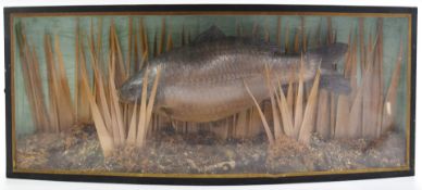 19th/20thC taxidermy study of a carp, in bow fronted glazed case, W79 x D16.5 x H33cm