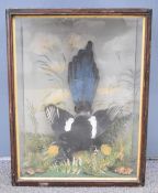 Taxidermy study of a magpie, in glazed case, W40 x D25 x H51cm