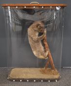 A 19th / 20thC taxidermy study of a koala on a branch, in later case with label to back Edward