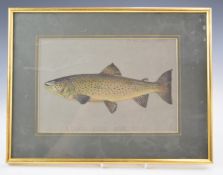 P.D Malloch Perth watercolour study of a trout fish, titled Lough Erne June 1930 and named top