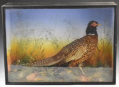 Taxidermy study of a cock pheasant in glazed case with label verso for James Gardner Natural History