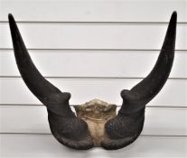 Taxidermy antelope / eland horns, length 70cm