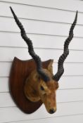 Taxidermy antelope head and shoulder mount, height 75cm
