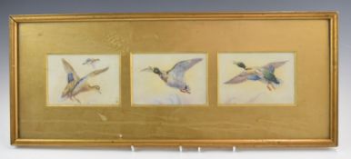 W Powell Royal Worcester artist three watercolours in one frame of ducks in flight, each 8.5 x 12cm