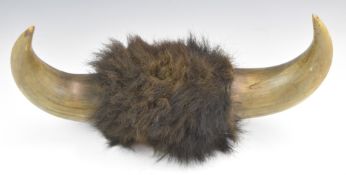 Taxidermy buffalo or similar horns, height 65cm