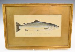 P.D Malloch Perth watercolour study of a salmon fish, titled Caught River Spey 1931 34lb and named