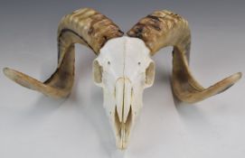 Taxidermy rams skull and horns, height 18 x width 43cm