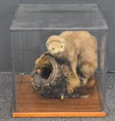 Taxidermy study of a weasel or polecat on wood mount, in glazed case, W35 x D35 x H35cm