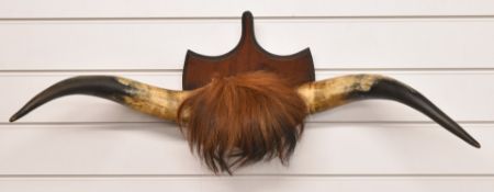 Taxidermy horns on shield shaped mount, width 82cm