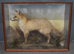Early 20thC taxidermy study of a fox in naturalistic setting, in glazed case, W91 x D29 x H69cm