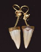 Victorian pair of earrings each set with a shark's tooth
