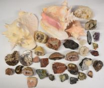 Collection of large conch shells, mineral samples, geodes, fossils etc, largest 26cm long