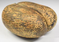 Coco de Mer seed pod, width 24 x height 33cm
