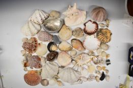 Large collection of various sea or similar shells, largest 32cm