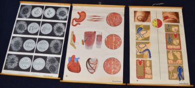Three Adam Rouilly medical or anatomical posters comprising mitosis, venereal disease and