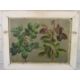 John Bulloch Souter (1896-1971) double sided oil on board floral studies, one side initialled JBS, - Image 4 of 5