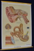 Adam Rouilly medical or anatomical poster depicting the ear, 120 x 80cm