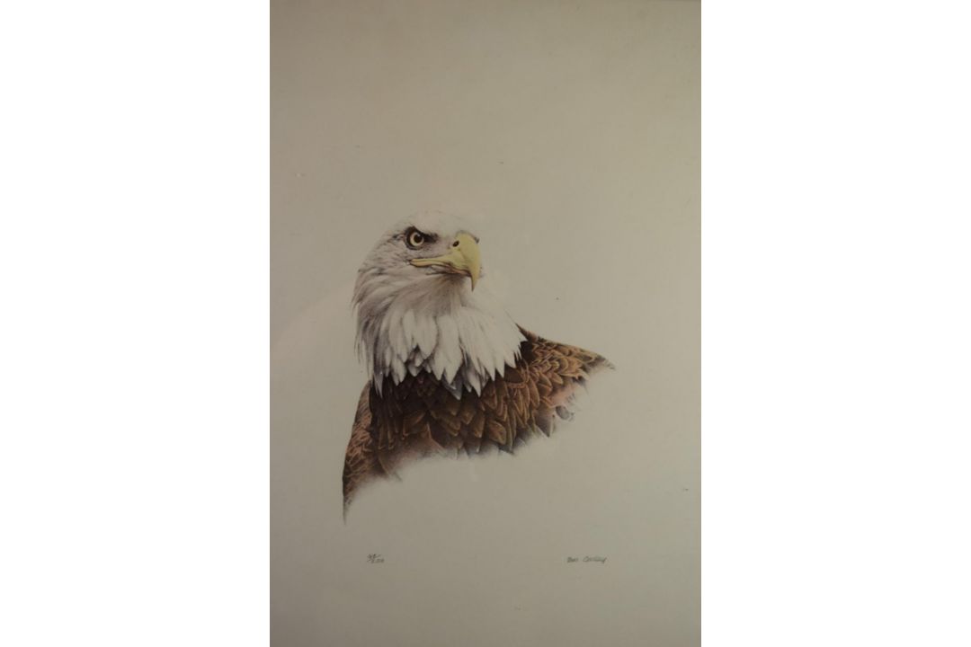 Don Cordery (born 1942) pair of signed limited edition (49/200) studies of birds Bald Headed Eagle - Image 3 of 7