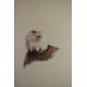 Don Cordery (born 1942) pair of signed limited edition (49/200) studies of birds Bald Headed Eagle - Image 3 of 7