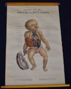 Adam Rouilly medical or anatomical poster depicting foetal circulation, 75 x 48.5cm