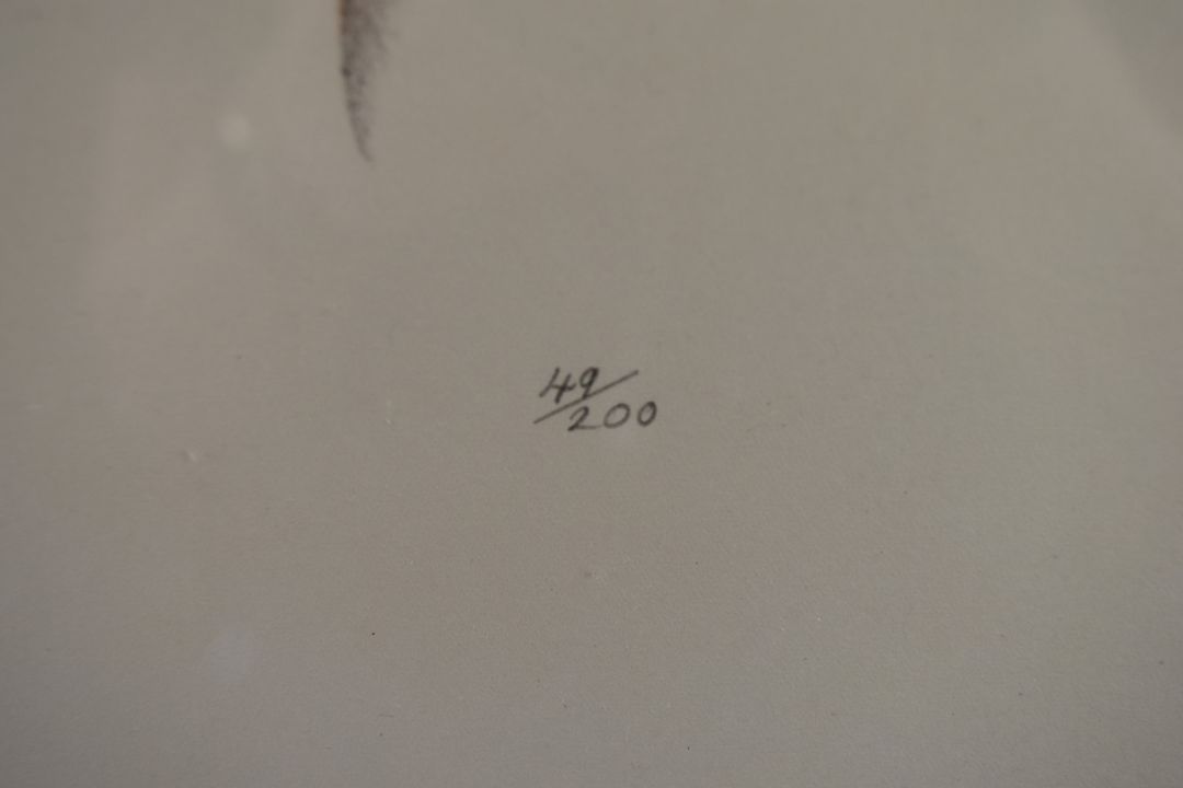 Don Cordery (born 1942) pair of signed limited edition (49/200) studies of birds Bald Headed Eagle - Image 5 of 7