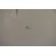 Don Cordery (born 1942) pair of signed limited edition (49/200) studies of birds Bald Headed Eagle - Image 5 of 7