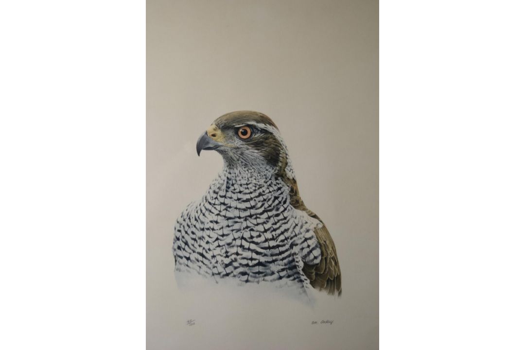 Don Cordery (born 1942) pair of signed limited edition (49/200) studies of birds Bald Headed Eagle - Image 2 of 7