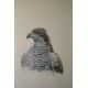Don Cordery (born 1942) pair of signed limited edition (49/200) studies of birds Bald Headed Eagle - Image 2 of 7