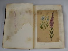 Book containing approximately 70 Victorian botanical studies, mostly labelled including one dated
