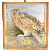 Early 19thC taxidermy study of an owl, in glazed case with label verso W Barber, Lincoln, W37 x