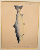 John Macpherson (19th/20thC Inverness taxidermist) watercolour study of a fish 'River Spey 1925