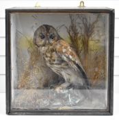 Early 19thC taxidermy study of an owl with its catch, in glazed case, W40.5 x D x 27 x H40.5cm