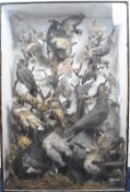 Victorian /  Edwardian taxidermy bird display, in glazed case, W71 x D31 x H107cm