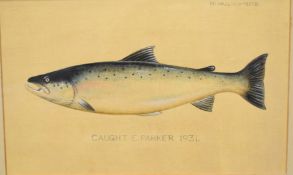 P.D Malloch Perth watercolour study of a Tay Salmon fish, titled Tay Salmon 36lb below and marked