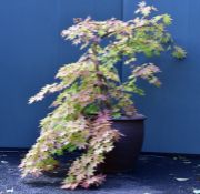 Acer Palmatum outdoor pot plant, unknown cultivar but with green yellow and pink colours and weeping