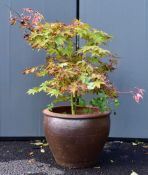 Acer Palmatum pot plant, unknown cultivar but with green / pink tints, height 85cm