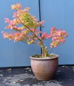 Acer Palmatum pot plant, unknown cultivar but mid red colour, height 150cm