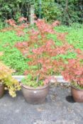 Acer Palmatum outdoor pot plant, unknown cultivar, mid red colour, height 94cm