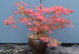 Acer Palmatum outdoor pot plant, unknown cultivar but bright red colour, height 145cm