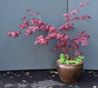 Acer Palmatum pot plant, deep red colour, height 150cm