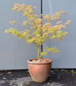 Acer Palmatum Dissectum outdoor pot plant, height 115cm