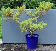 Pine tree in dark blue planter, unknown cultivar but possibly Bonsai style with restricted root