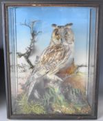 Victorian taxidermy study of a long-eared owl in naturalistic setting, in glazed case, 44.5x35x16.