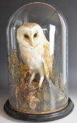 Victorian taxidermy study of a barn owl, on naturalistic base under glass dome, 44cm tall.