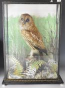 Thomas Hunt of Alcester Victorian taxidermy study of an owl on naturalistic base, in glazed case