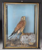 Victorian taxidermy study of a kestrel on naturalistic base, in glazed case with remnants of maker's