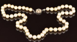 A single strand of cultured pearls, the 18ct white gold clasp set with sapphires and further pearls,