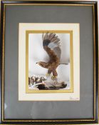 Miniature taxidermy interest model of a golden eagle having caught a grey squirrel, by John Selway